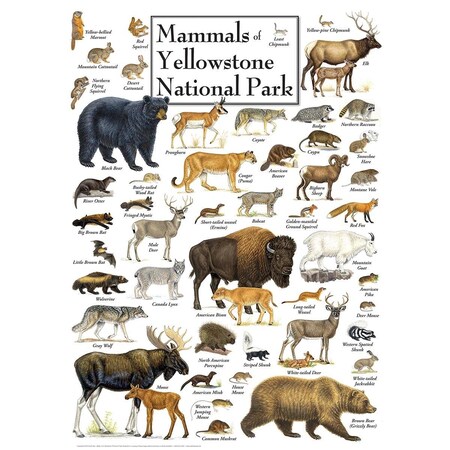The Mountain Valley® Spring Water Master Pieces 71974 Poster Art Mammals of Yellowstone National Park Puzzle - 1000 Piece 71974